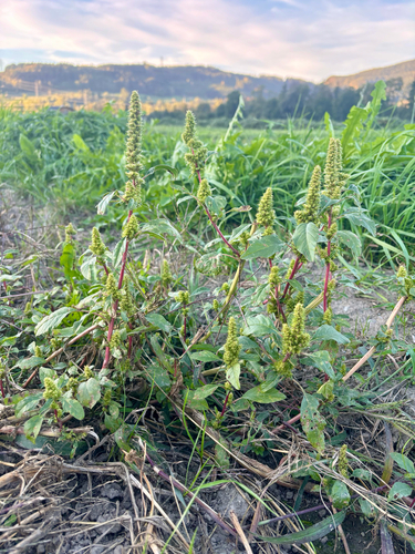 Amaranthus powellii, photograph 3