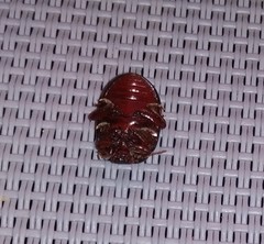 Chrysolina bankii