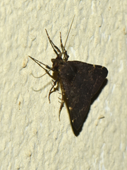 Hydrillodes uliginosalis