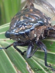 Cicadidae