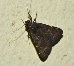 Hydrillodes uliginosalis