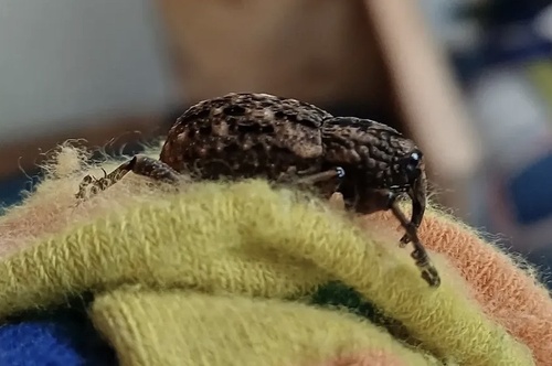 Sipalinus gigas