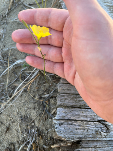 Linum rigidum, 2026-09-26