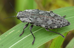 Texania fulleri