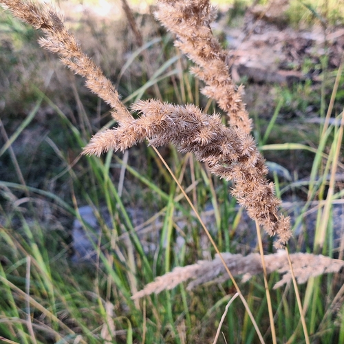 Bushgrass