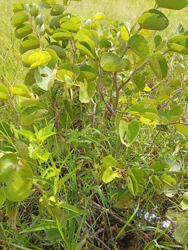 Piliostigma thonningii, 2026-09-25