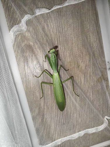 Chinese Reddish Mantis