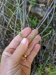 Johnstonella micromeres