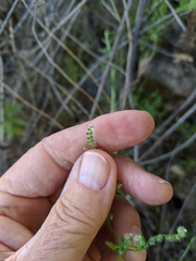 Johnstonella micromeres