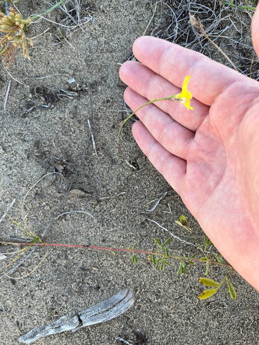 Linum rigidum, 2026-09-26