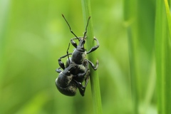 Otiorhynchus vehemens