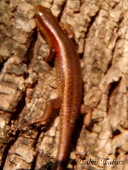 Eutropis multifasciata
