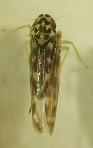 Eupteryx calcarata