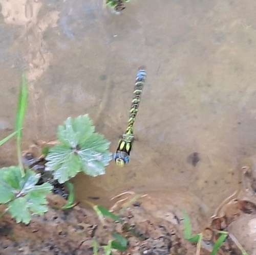 Southern Hawker