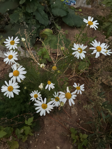 Наблюдение на iNaturalist