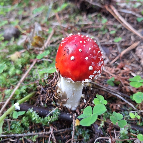 Fly Agaric