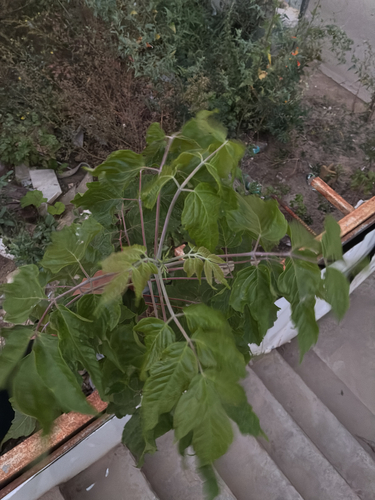 Наблюдение на iNaturalist