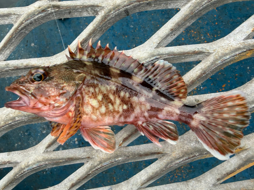 Sebastiscus observed 2026-09-27