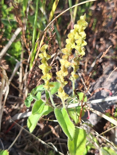 heath speedwell