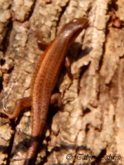 Eutropis multifasciata