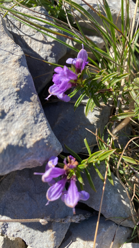Satureja subspicata