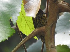 Chloropicus gabonensis