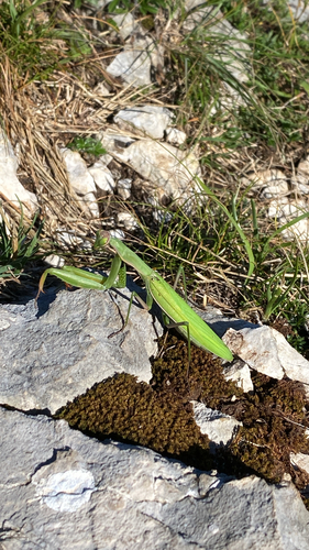 European Mantis