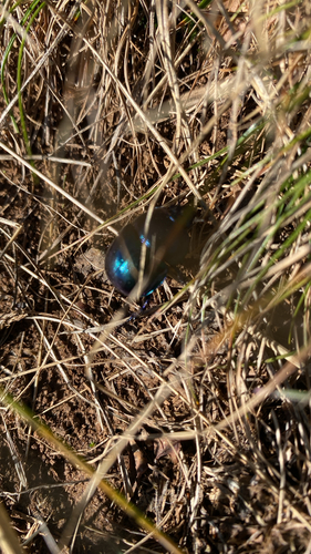 Springtime Dung Beetle