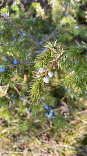 common juniper