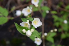 Philadelphus hirsutus