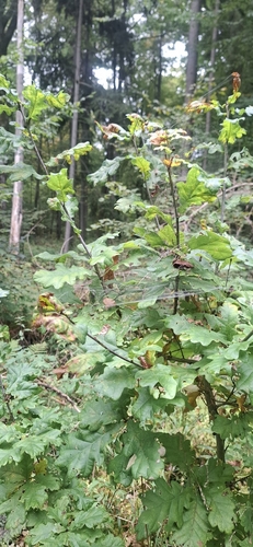 Quercus robur