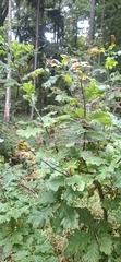Quercus robur