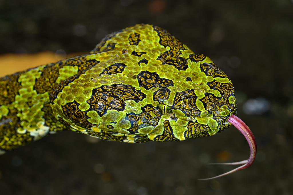 Mang Mountain Pitviper