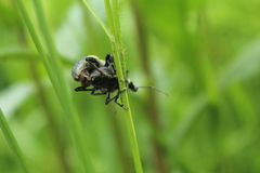 Otiorhynchus vehemens