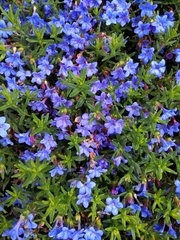 Glandora prostrata