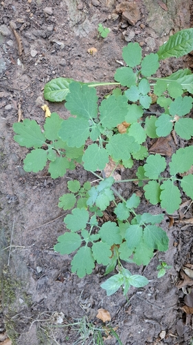 Greater celandine