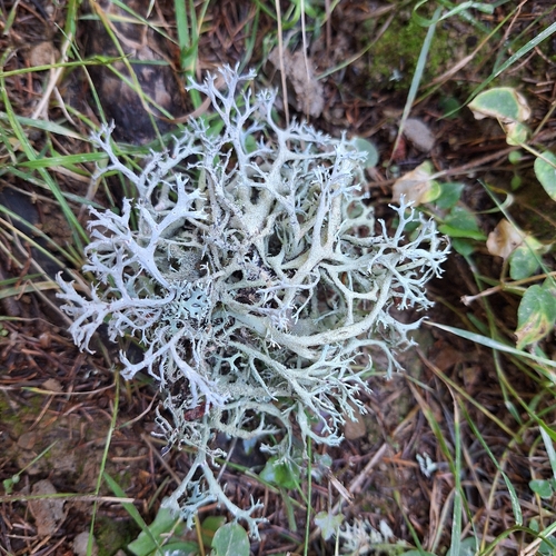 tree moss