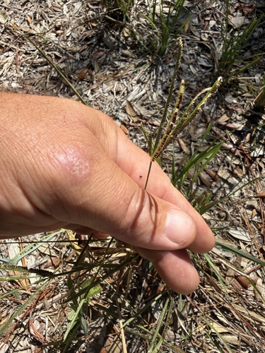 Eustachys petraea observed 2026-09-26