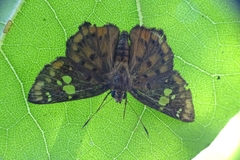 Coladenia indrani
