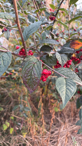 Hollyberry Cotoneaster