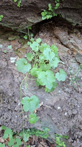 Ivy-leaved toadflax