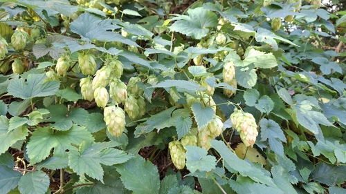common hops