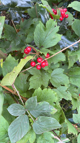 guelder-rose