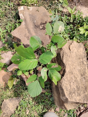 Butea monosperma observed 2026-09-27