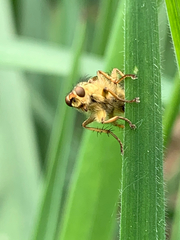Scathophaga stercoraria