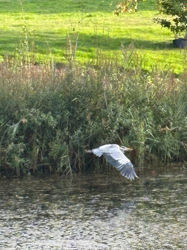 Grey Heron