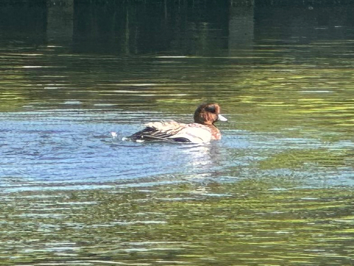 Eurasian Wigeon