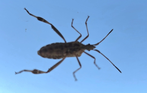 Western Conifer Seed Bug
