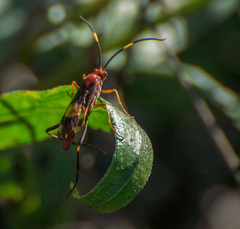 Compsocryptus melanostigma