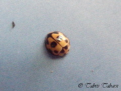 Coccinellidae